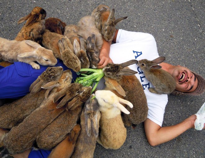 Окуносима: остров кроликов в Японии