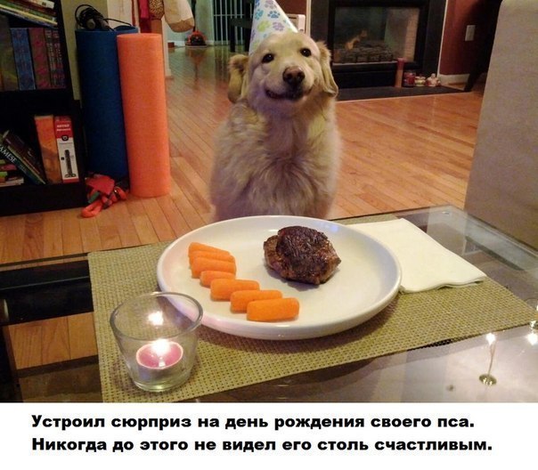 Собака-улыбака отмечает день рождения. Прикол
