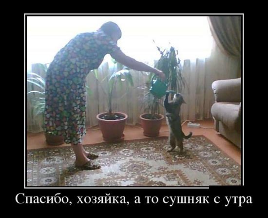 ТОП лучших демотиваторов