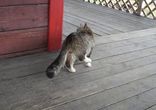 Кот - Подражатель  [  Кот думает, что он лошадка -)  ]