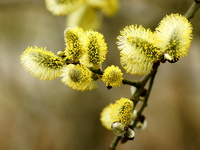 Цветущая верба