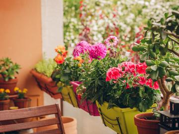 Лучшие растения для балкона