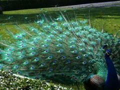 Платье из перьев павлина обойдется в $1,5 млн.