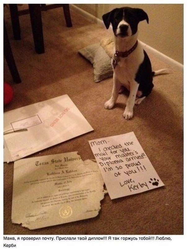 Милый пост про собак