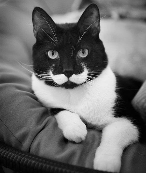 Милые усатики