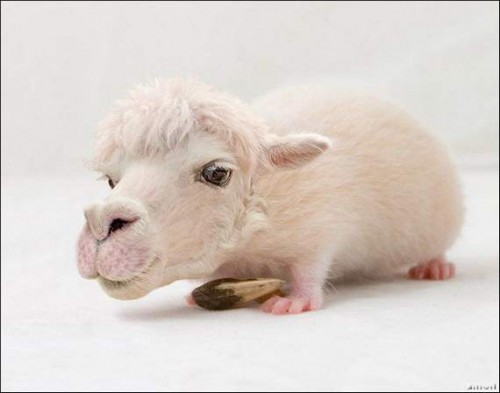 Последствия Чернобыля