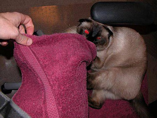 Коты и полотенца