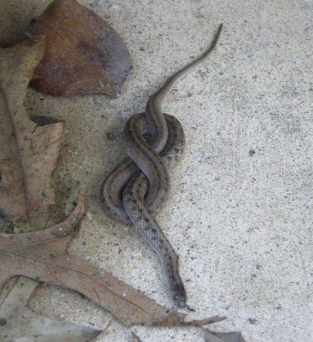 Выходки животных