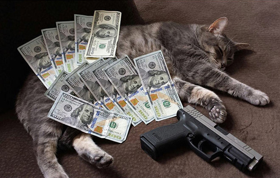 Коты-гангстеры