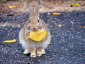 Окуносима: остров кроликов в Японии