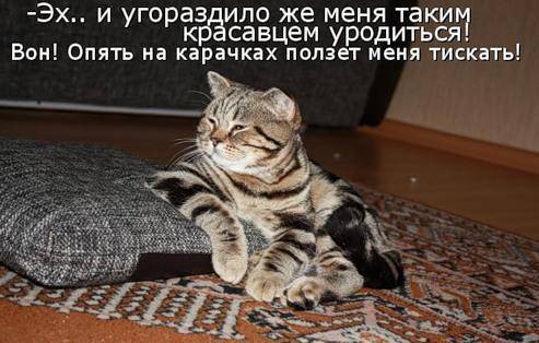 Классные котоматрицы