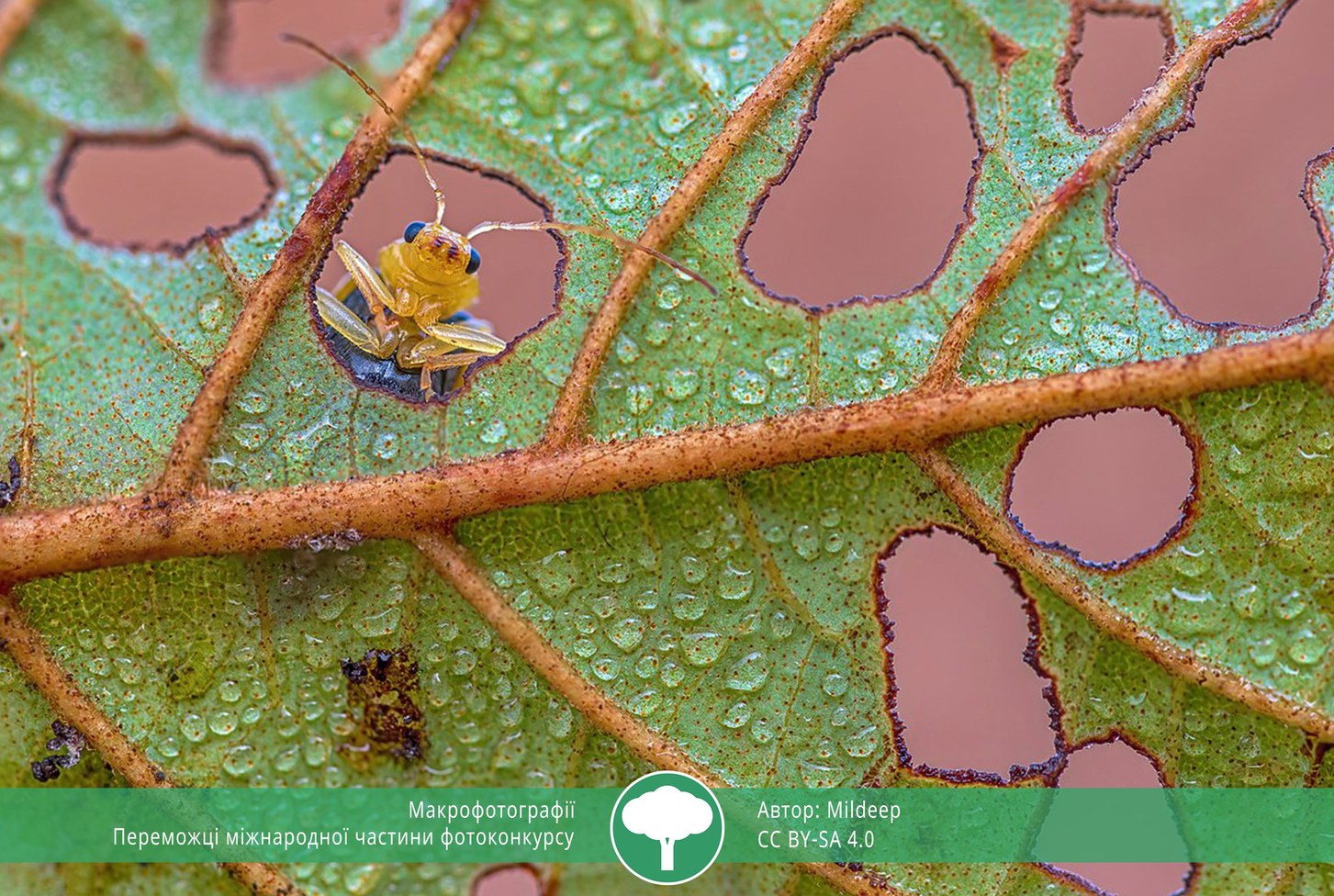 найкращі фото природи 2021