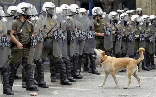 Собака- протестовака