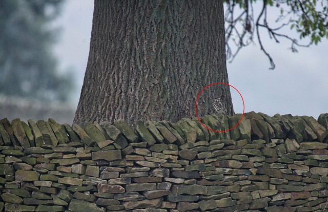 Найди сову. Маскировка: уровень Бог