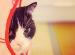 Позитивные коты