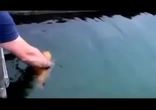 Домашняя рыбка )