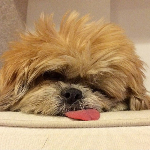 12-летняя собака породы ши-тцу Марни - звезда Инстаграма