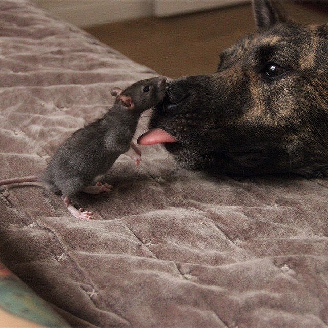 Необычная дружба пса Осириса и крысы Рифф