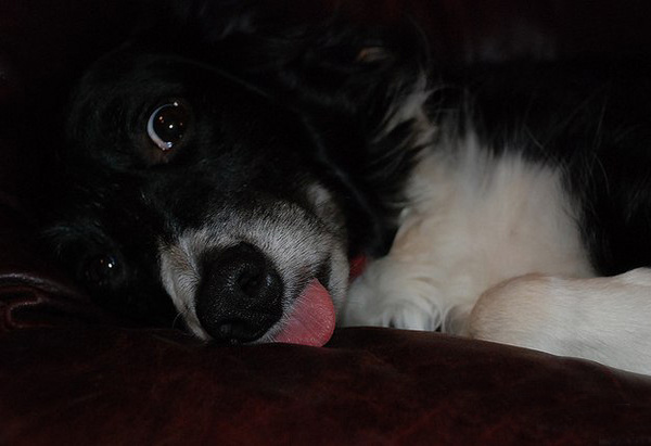 Тяжелое собачье утро