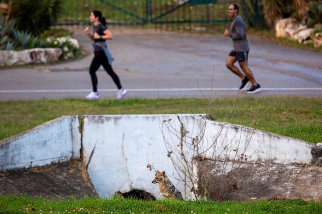 дикие животные на улицах городов