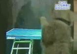 Теннис для котов)