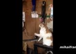 Коты, как люди - веселая подборка