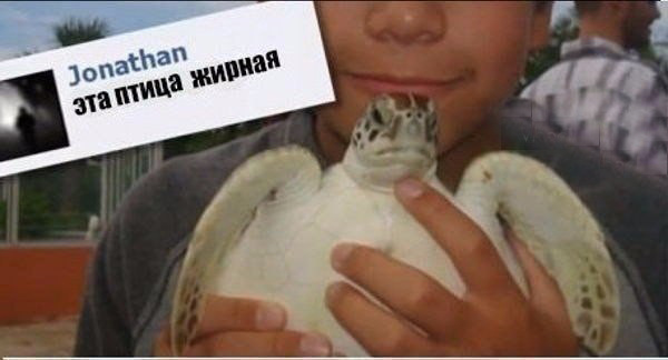 ТОП самых тупых комментариев в мире