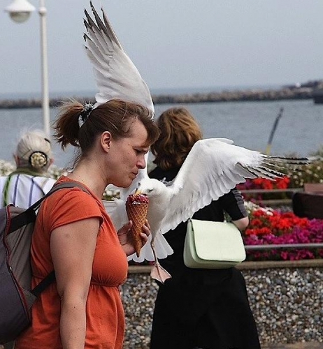 Наглые чайки