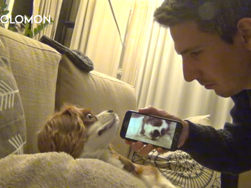 Рецепт от храпа: в Сети набирает популярности ролик с собакой, изумленной собственным храпом