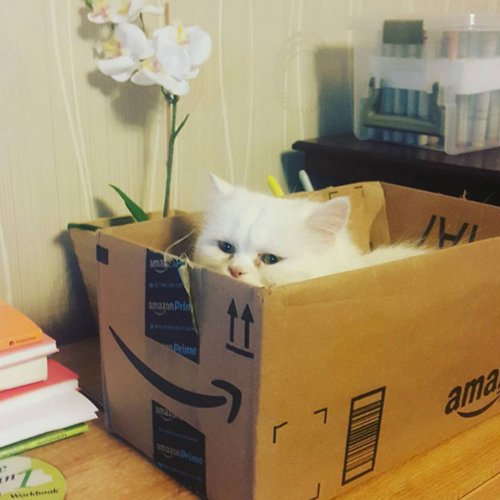 Обожатели коробок