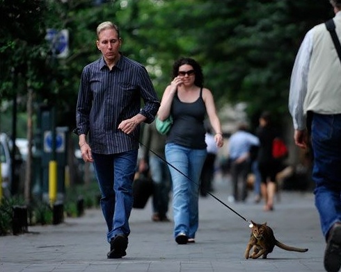 Выгул котов разрешен!;]