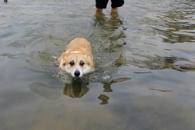 Собаки, которые боятся воды