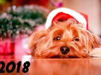 Мимимишного Нового года собаки 2018
