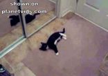 Кот дурак