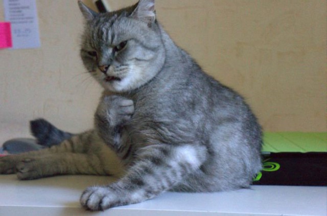 Смешные приколы про котов