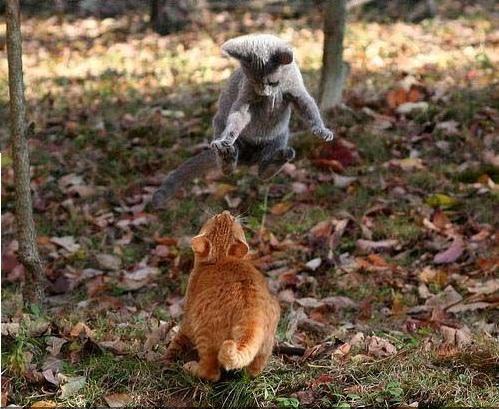 Нереальные котэ