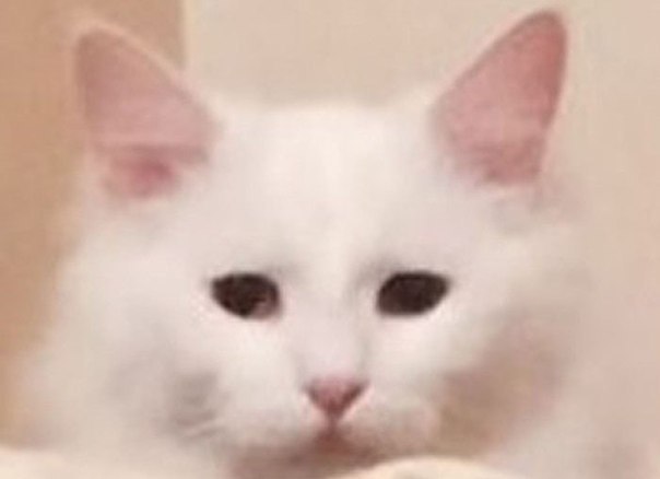 Самай несчастный белый кот
