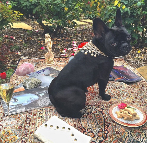 Айша Кинни (собака Леди Гаги)