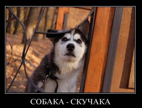 Юморные демотиваторы