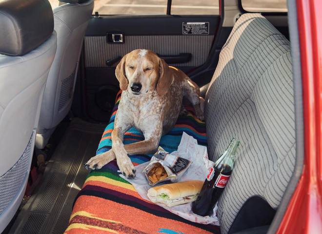 Невероятные приключения собаки-путешественницы Мэдди по Америке