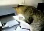 Кот против бумаги из принтера)