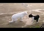КОТЯРА БЫЧАРА