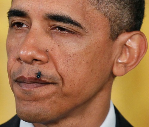 Муха редко ошибается