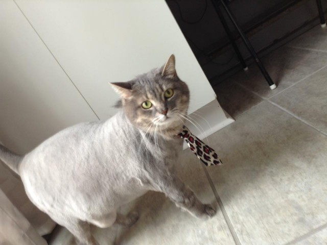 Котики идут на свидание