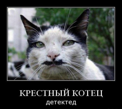 Демотиваторы про котов