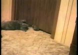 кошаки