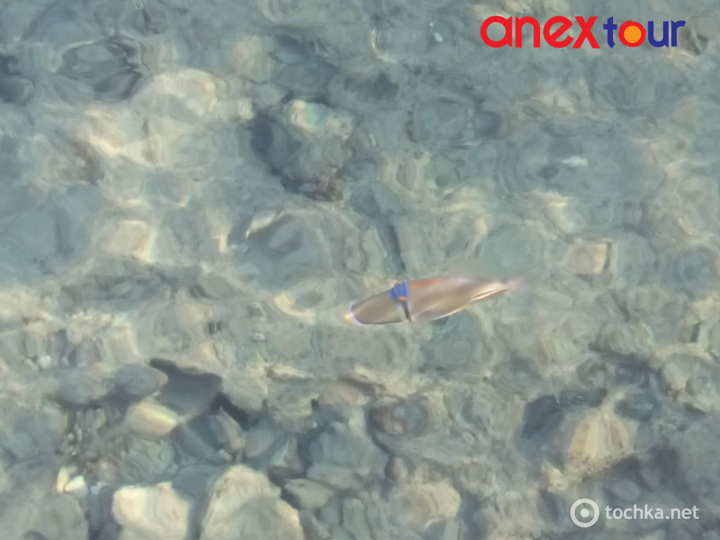 04 Шарм-ель-Шейх риби