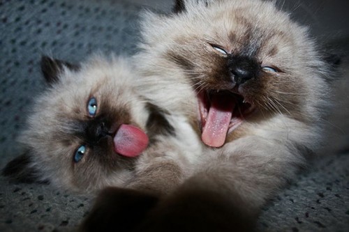 Зевающие котята 