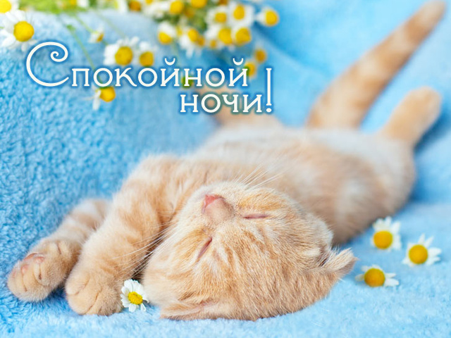 Открытки спокойной ночи котик