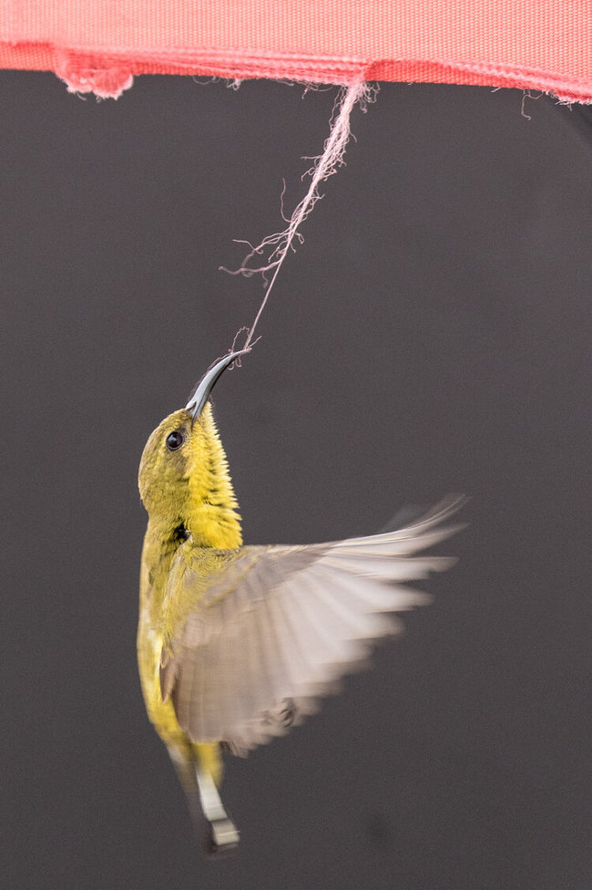 World Nature Photography Awards 2020